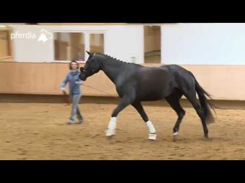 Longenarbeit & Freilaufen - Gymnastizierende Arbeit an der Hand | Kathrin Roida