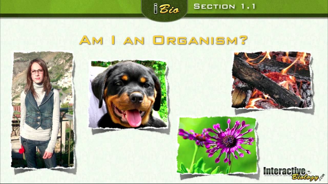 Putar video Apa Itu Biologi Brainly sekarang Apa Itu Biologi Brainly