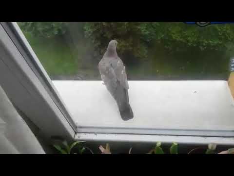 Hrdlička na parapetu#fyp