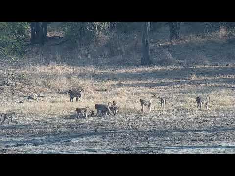 Djuma: Baboons at shallow end of dam - 06:38 - 09/26/21