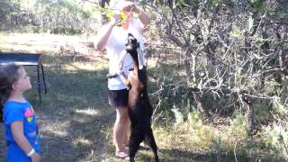 Goat herding at Jellystone Larkspur 9-7-13