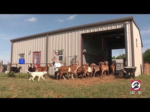 Meet the Needville,Texas dairy farmer who's creating goat milk popsicles | HOUSTON LIFE | KPRC 2