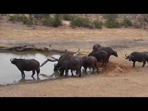 Djuma: Breeding herd of Buffalo-Pt:4 - 08:27 - 09/16/18
