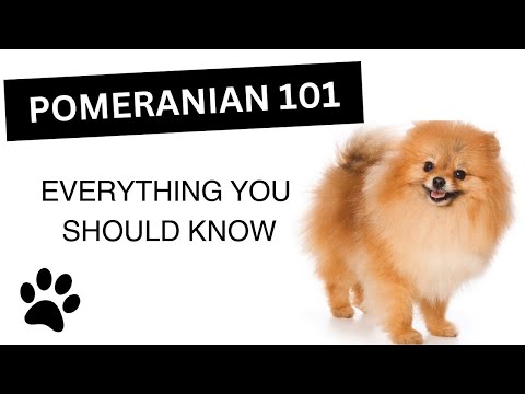 Pomeranian 101 - Everything You Need to Know About this Breed