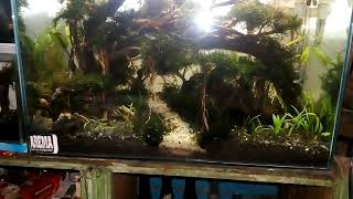 preview picture of video 'Aquascape Rain forests newbie'