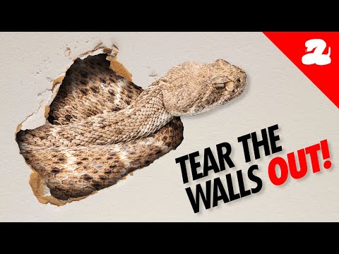 Rattlesnake Den Found in the Wall!