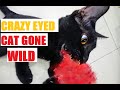 Black Cat Vs Mouse An Intense Fight Between Adversaries Aka Some Indoor Cat Shenanigans