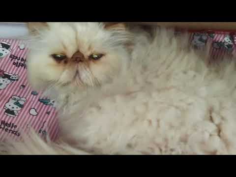 لوسی جونی 😻