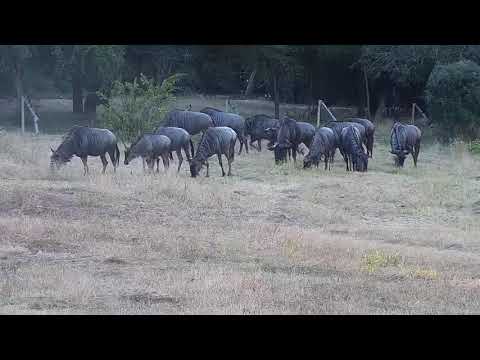 Djuma: Wildebeest crossing shallow end of dam - 16:38 - 05/20/21
