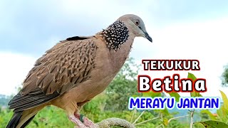 Download lagu The sound of a female turtledove calling a male to sound mp3