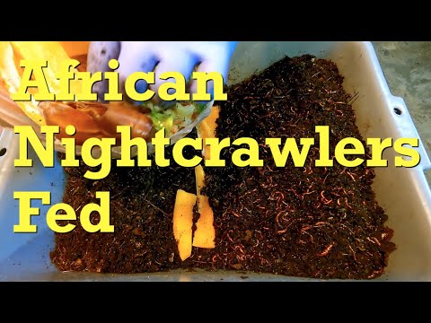 ANC systems fed after 11 days - worm farm vermicompost