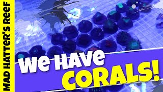 We have CORALS in The Shop