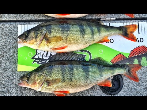 PURUVESI | KRISTALLIN KIRKKAAN JÄRVEN ISOT AHVENET | KALASTAJAN PARATIISI | JÄRVITAIMEN