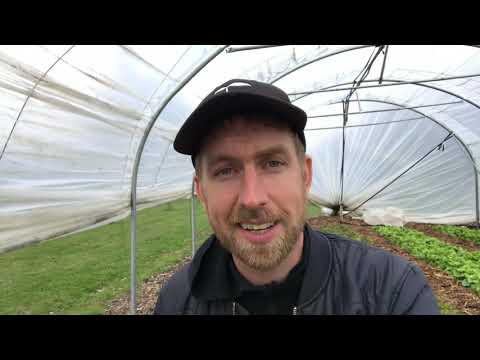 OPSTART AF GÅRDBUTIK OG HØST AF SALATHOVEDER