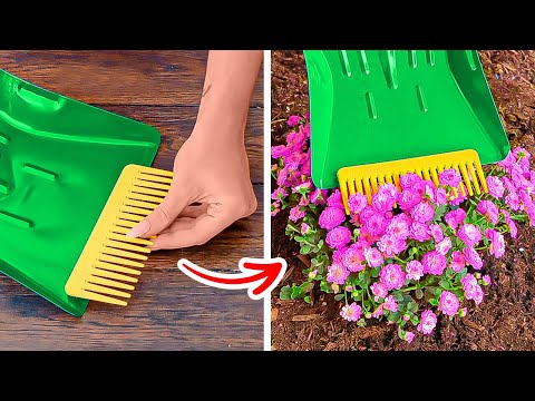 herbes-aromatiques-citron-plante-médicinale-hypericum