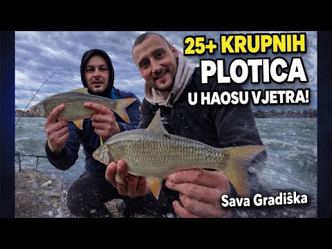 ,,Extremni uslovi i Krupne Plotice! Feeder Ribolov na Savi Gradiška - Vjetar kao Tornado!"