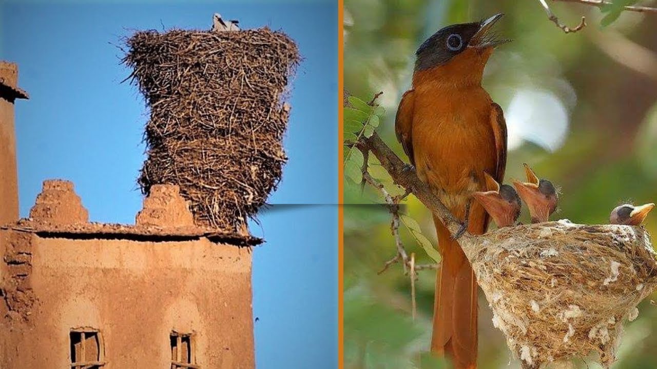 TOP 20 PÁSSAROS EXÓTICOS E SEUS NINHOS EXUBERANTES # PARTE 2 #VÁRIOS PÁSSAROS ENCONTRADOS NO BRASIL.