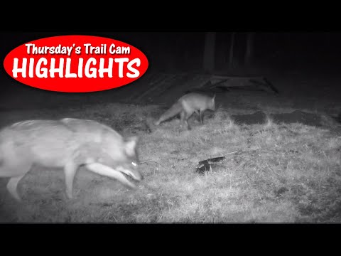 The Coyote is after the Red Fox! Thursday's Trail Cam Highlights: 1.27.22