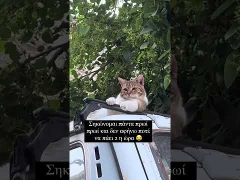 Σε ποια περιοχή της Ελλάδα ταιριάζει να ζει αυτός ο γάτος; 😂