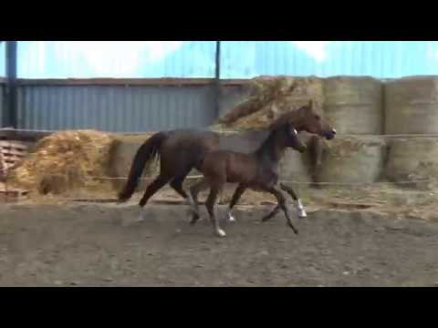 SOLD !!! ***** Blue Hors Zackerey x Falsterbo 2018