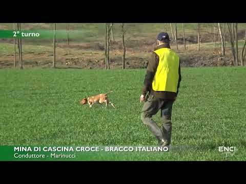 DERBY RAZZE CONTINENTALI 2023 LA TOLLARA CONTINENTALI ITALIANI BATT1