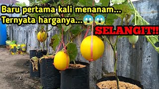 Download lagu IDE KEREENNN...!!!Tutorial lengkap menanam MELON GOLDEN dari biji sampai panen || Anti Gagal. mp3