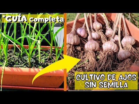 , title : 'Como sembrar AJOS en MACETA y sin semillas!!  PROCESO COMPLETO del cultivo de AJOS'