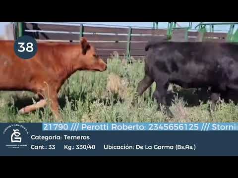 Lote Vaquillonas- De la Garma Bs As