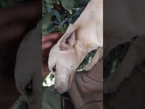 Tunal de Caysa D La Poma Salta Argentina 