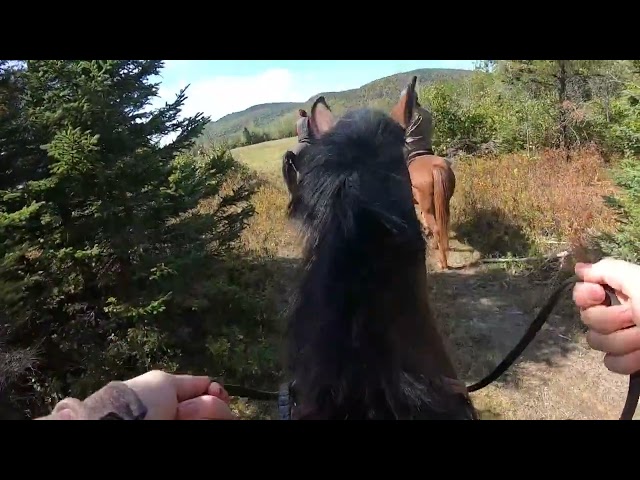 Les aventures d’Élisabeth dans Charlevoix: randonnée équestre