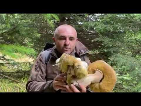 У Карпатах чоловік знайшов шість грибів, які зрослися в один гігантський