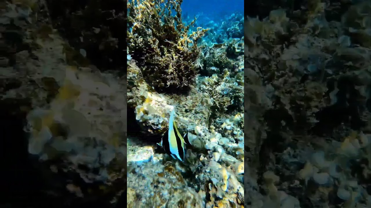 YouTube Short thumbnail