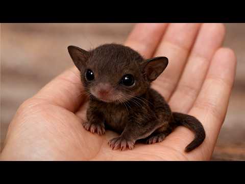 Man Found A Strange Kitten. When The Vet Saw It — He Immediately Called The Police
