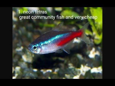 15 cool freshwater tropical fish