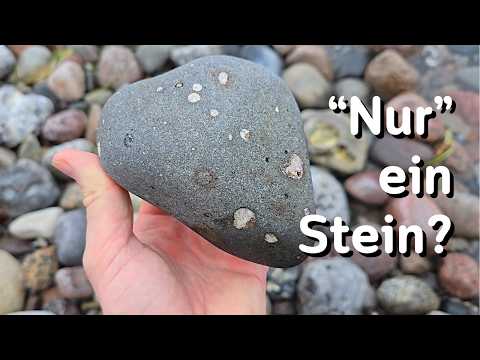 Dieser Stein hat ein Innenleben - Fossilien suchen an der Ostsee