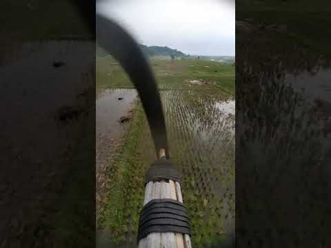 Tibang Ngasah Barumbung Ngabuburit di Sawah