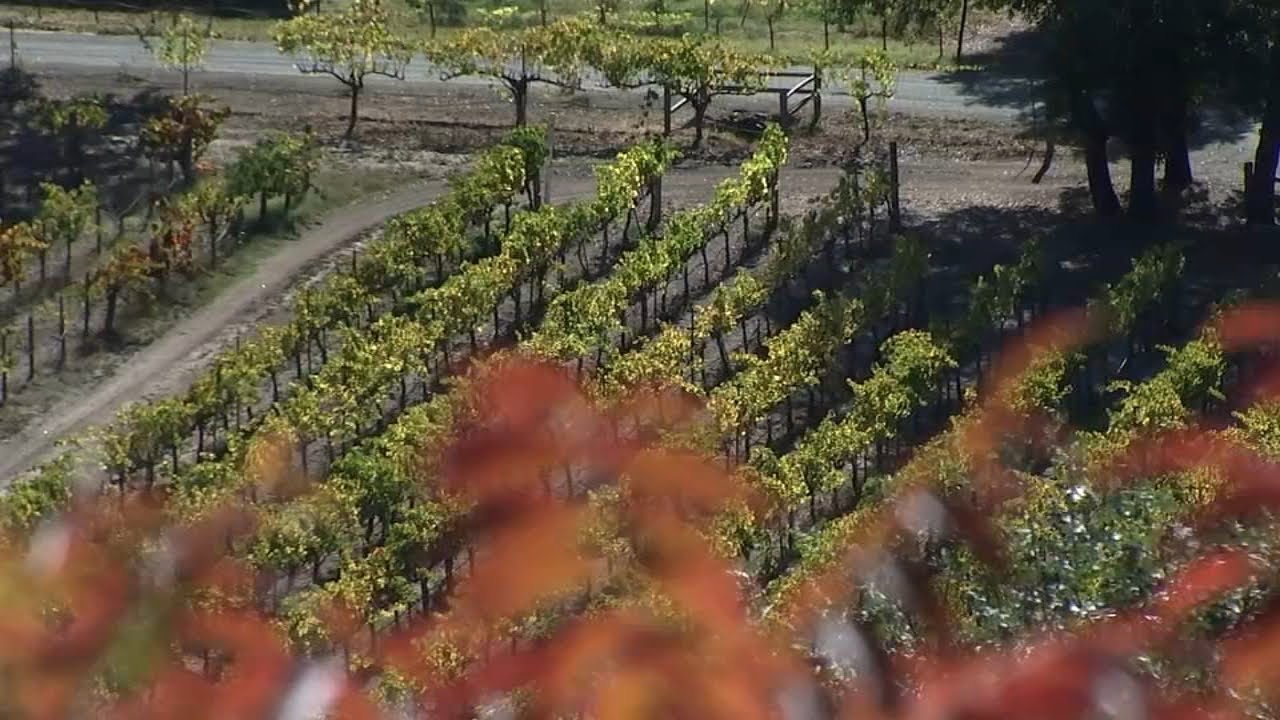 Trump deportation vow causes concern in Napa Valley; what it could mean for wine industry