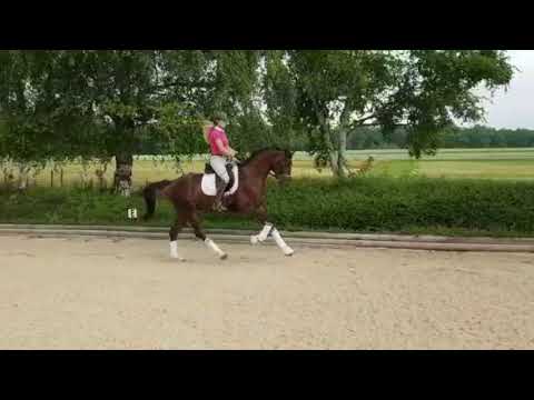 Damion, Wallach, 2015, Damon Hill - Sir Donnerhall