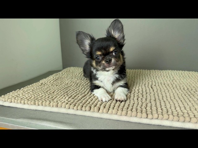 (子犬) 犬種:チワワ・ロングコート 男の子 ブリーダー マロニエケンネル MARRONNIER KENNEL k4094の画像