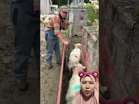 PETERNAKAN DOMBA‼️|GarethWynJones #funny #funnyvideo #shorts #shortvideo #trending #comedy #fyp