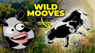 GoGo squeeZ 🥛 Where Does Epic Milk Come From?