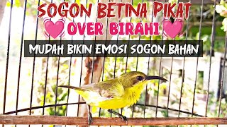 Download lagu SOGON BETINA BIRAHI MEMANGGIL JANTAN ‼ PANCINGAN SOGON AGAR CEPAT BUNYI DAN NAIK BIRAHI mp3 Download lagu SOGON BETINA BIRAHI MEMANGGIL JANTAN ‼ PANCINGAN SOGON AGAR CEPAT BUNYI DAN NAIK BIRAHI mp3