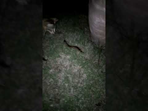 Cat attacks centipede!
