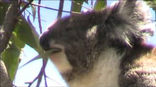 preview picture of video 'Australian Koala in Adelaide Hills'