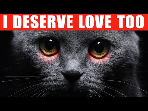 12 Ways to Tell Your Cat You Love Them