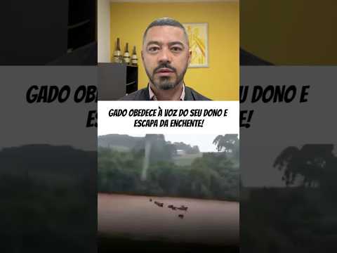 Gado ouve a voz do fazendeiro e escapa da enchente no Rio Grande do Sul.