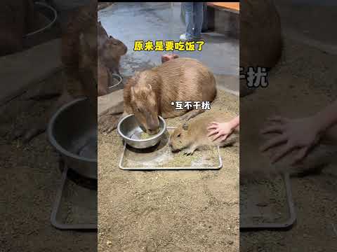 Will Capybara protect his children? Capybara Capybara Changsha zoolung large indoor zoo Changsha