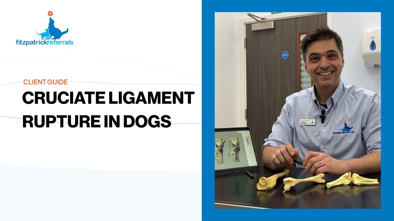 Cranial cruciate ligament rupture in dogs: Treatment options, TPLO surgery and aftercare