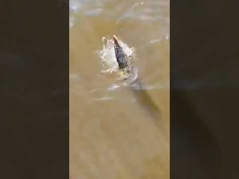 10 Minute Fight On The Last Cast Of The Day ! #northernpike #fishing