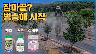 장마 끝, 병충해 시작! 여름 나무 건강 지키는 필수 방제 꿀팁 ????